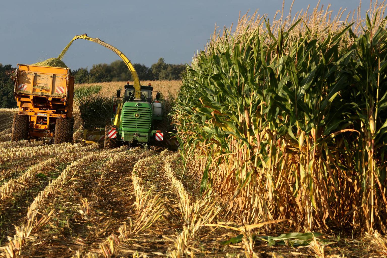 РФ после однодневной паузы продала из госфонда 3,8 тыс. тонн зерна