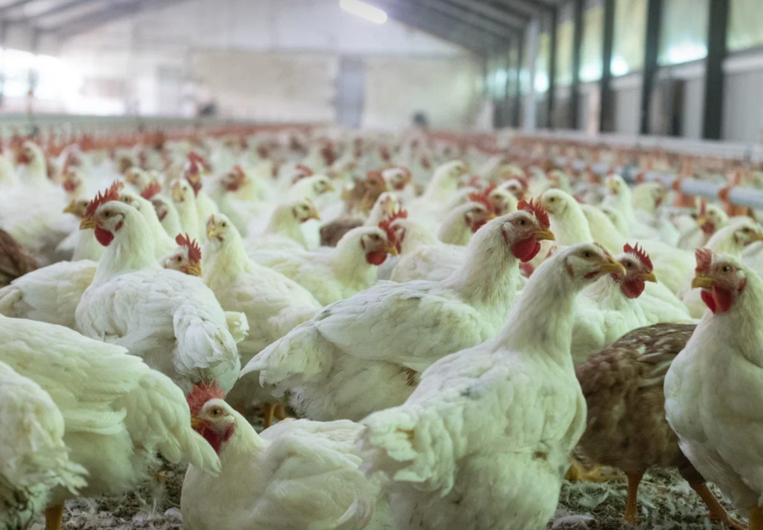 Как ферментные препараты от «МегаМикс» повышают показатели птицеводства