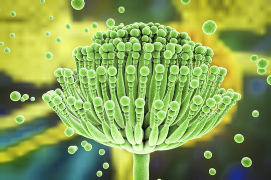 Рынок средств против микотоксинов