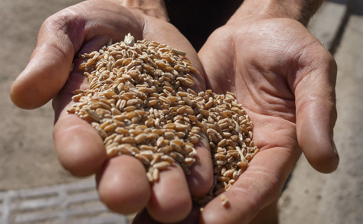 В 2 раза выросли поставки башкирского зерна на российский рынок