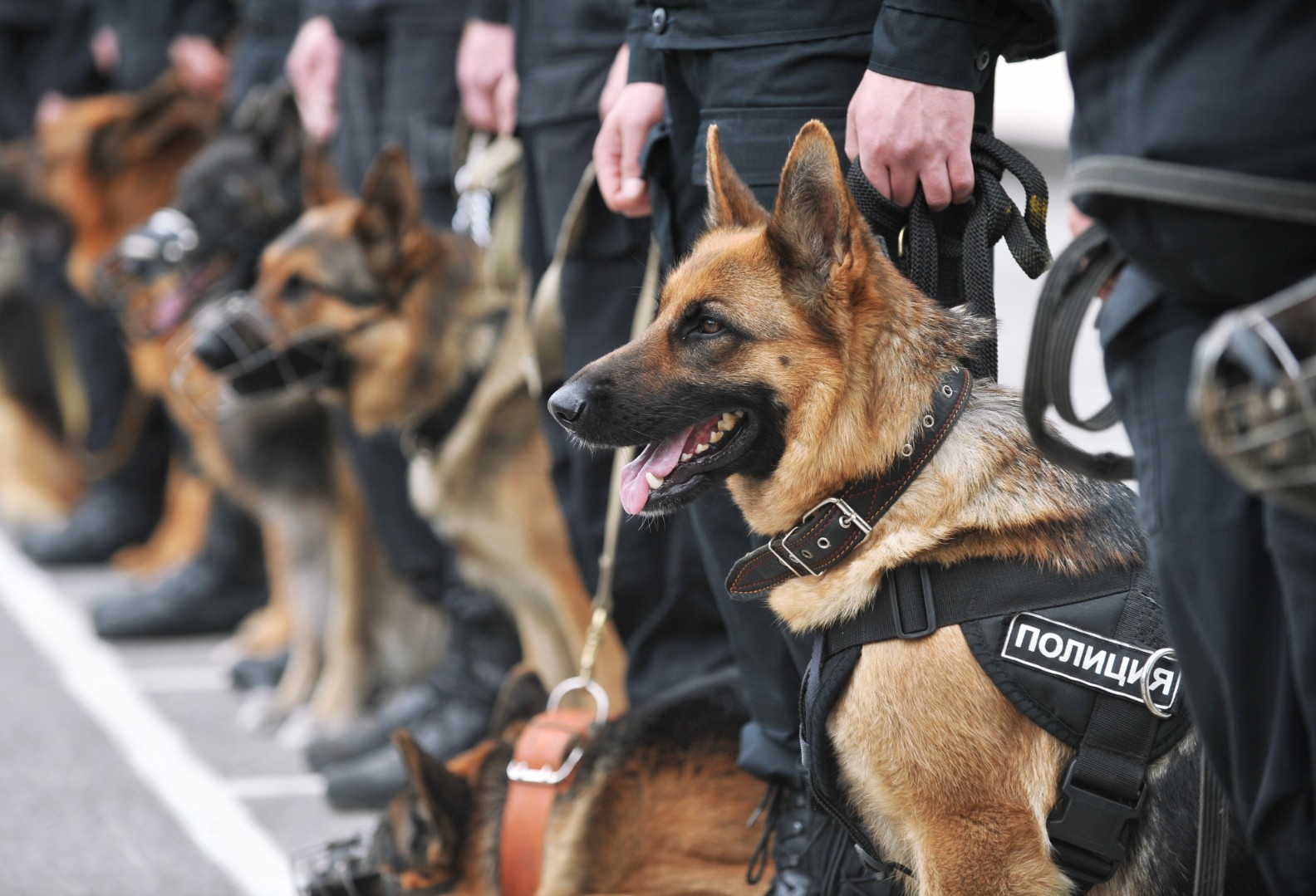 ГОСТ по кормам для служебных собак разработают до конца июня