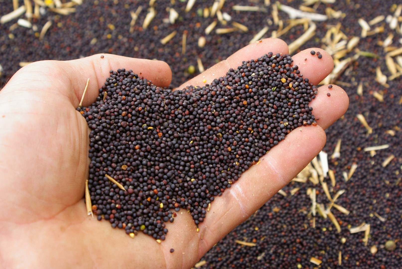 Экспорт зерновых и масличных культур из Иркутской области вырос почти в 2 раза