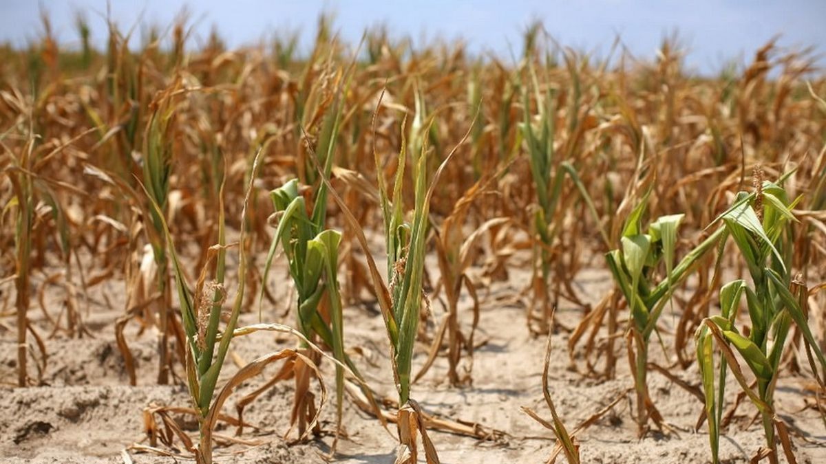В помощь аграриям в Ростовской области введен режим ЧС по засухе