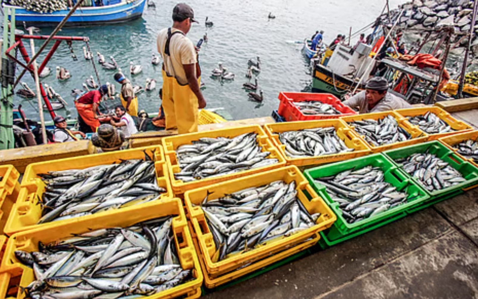 Перу движется к выполнению квот на вылов рыбы на фоне роста спроса на рыбную муку