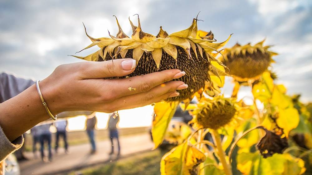 Американские аналитики прогнозируют рекордный сбор подсолнечника в России