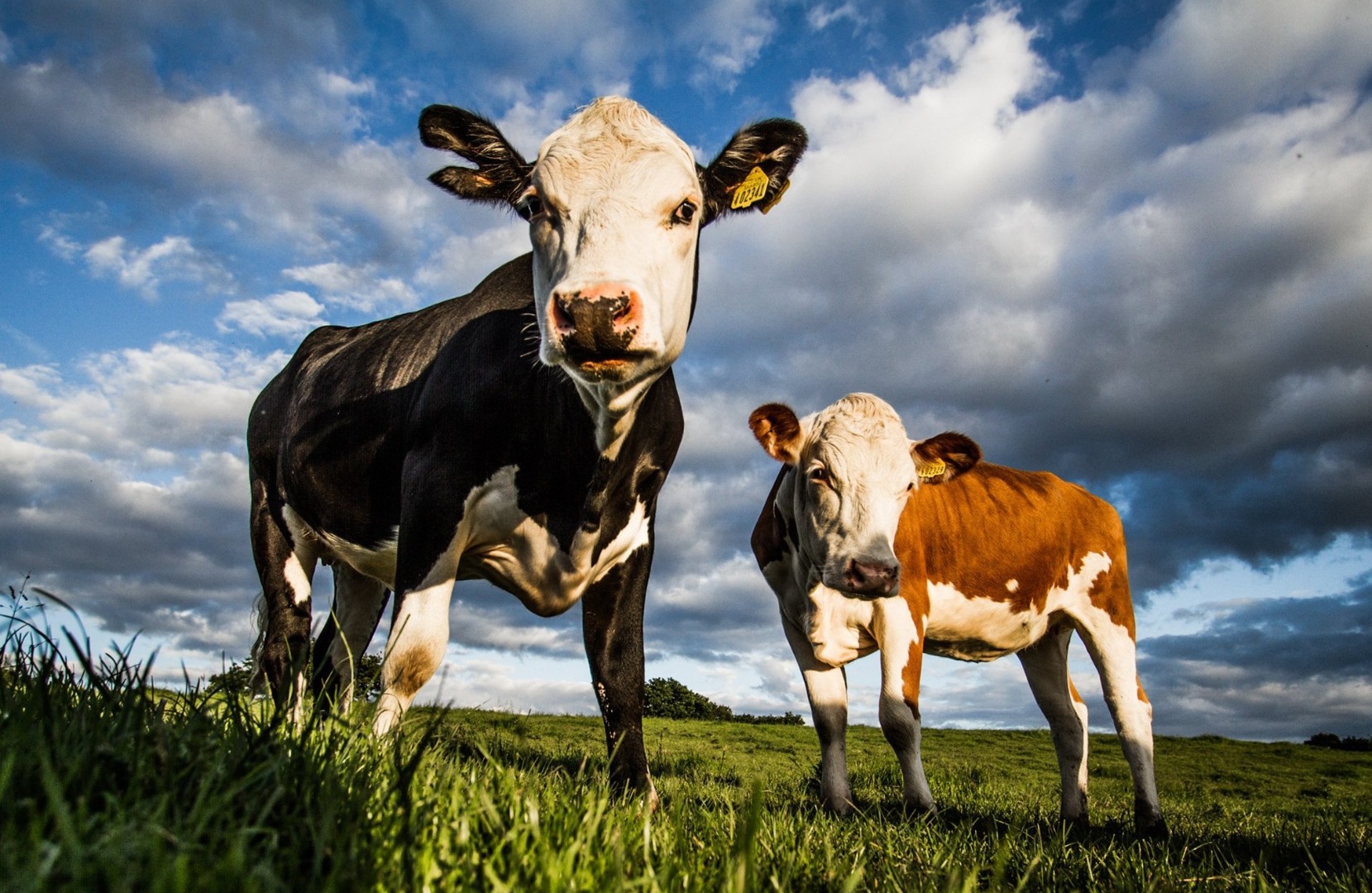 Ивовые листья помогут сократить выбросы парниковых газов от КРС