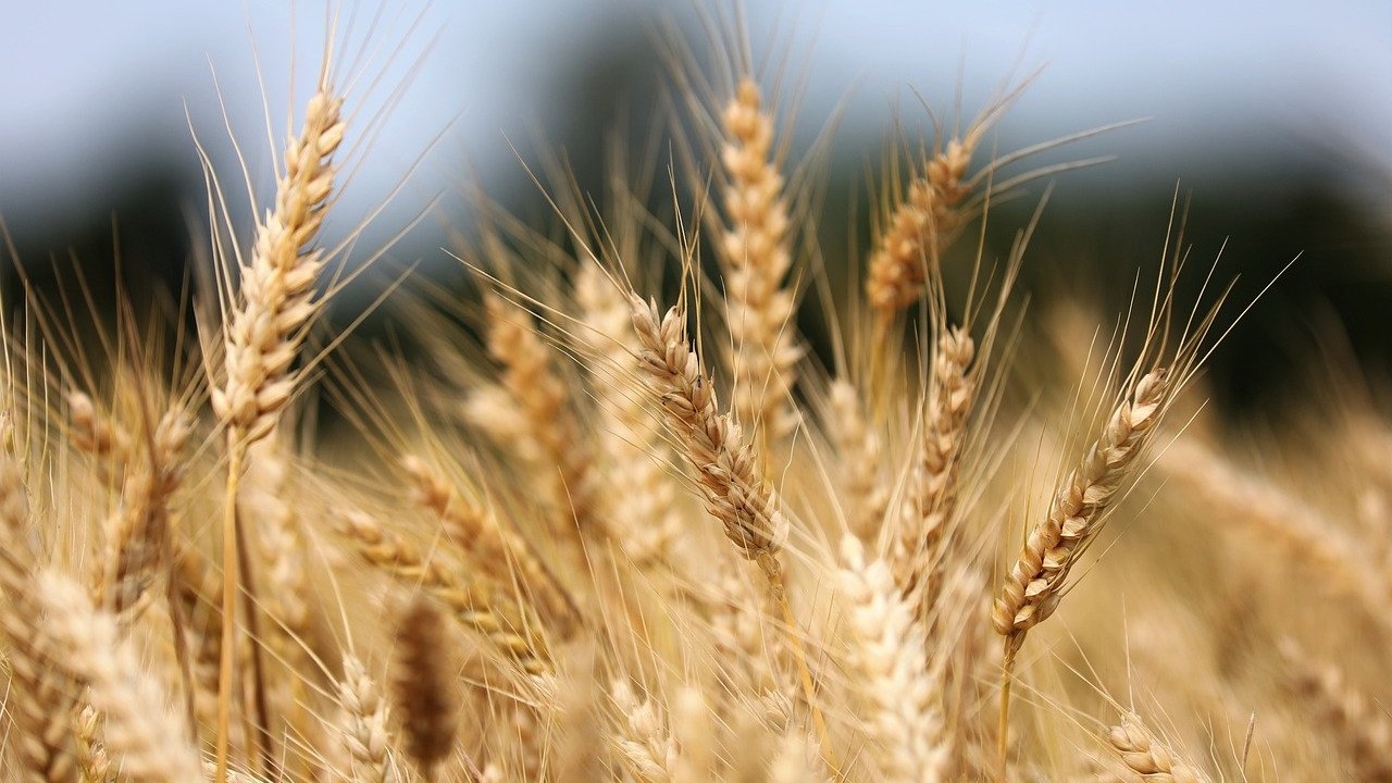 Минсельхоз сообщил о снижении пошлины на экспорт пшеницы из России