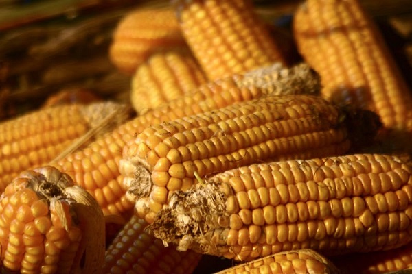 Экспорт украинской кукурузы в июне превысил 1 млн тонн
