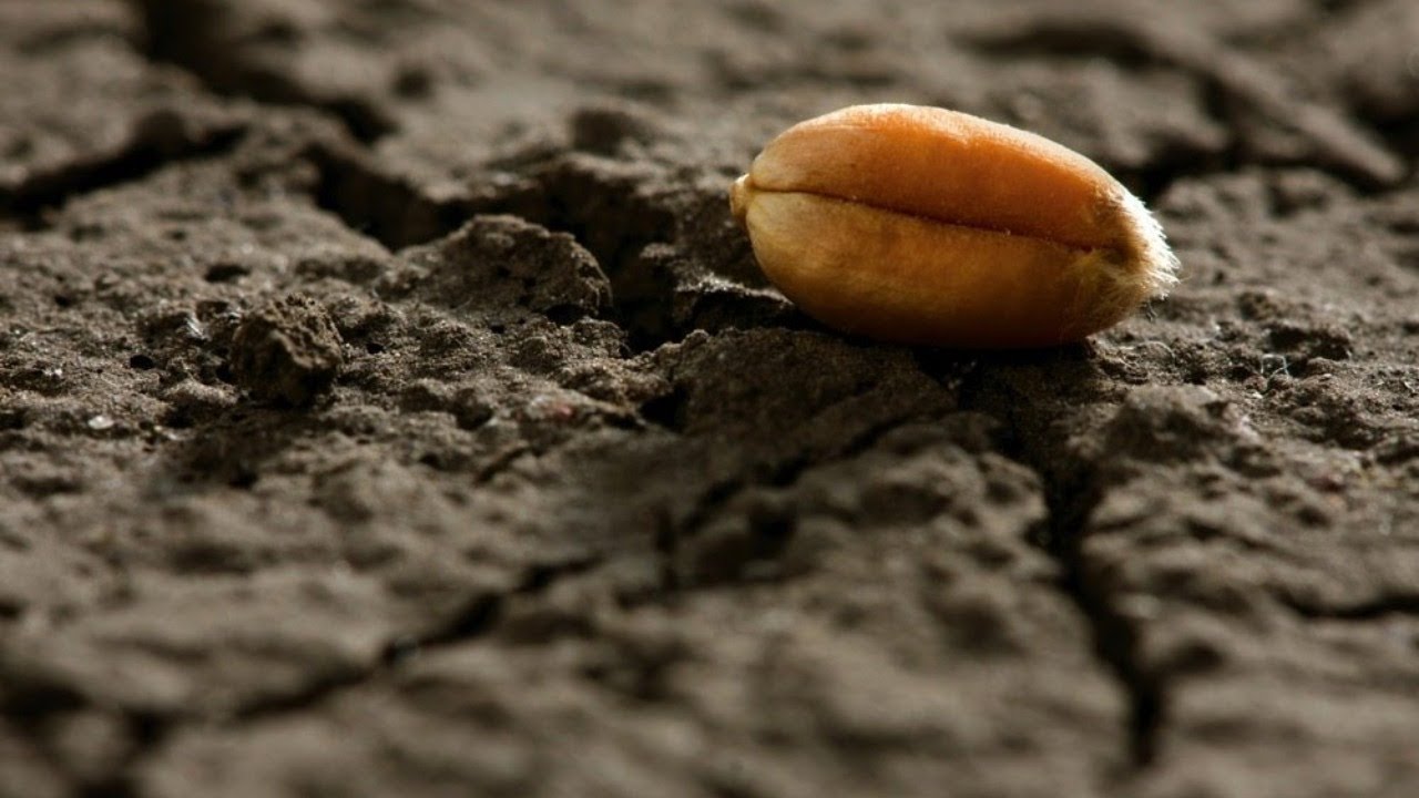 Потепление лишит Россию трети урожая пшеницы к концу века