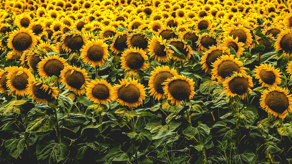 Площади под масличными культурами в РФ в 2025 г. будут рекордными