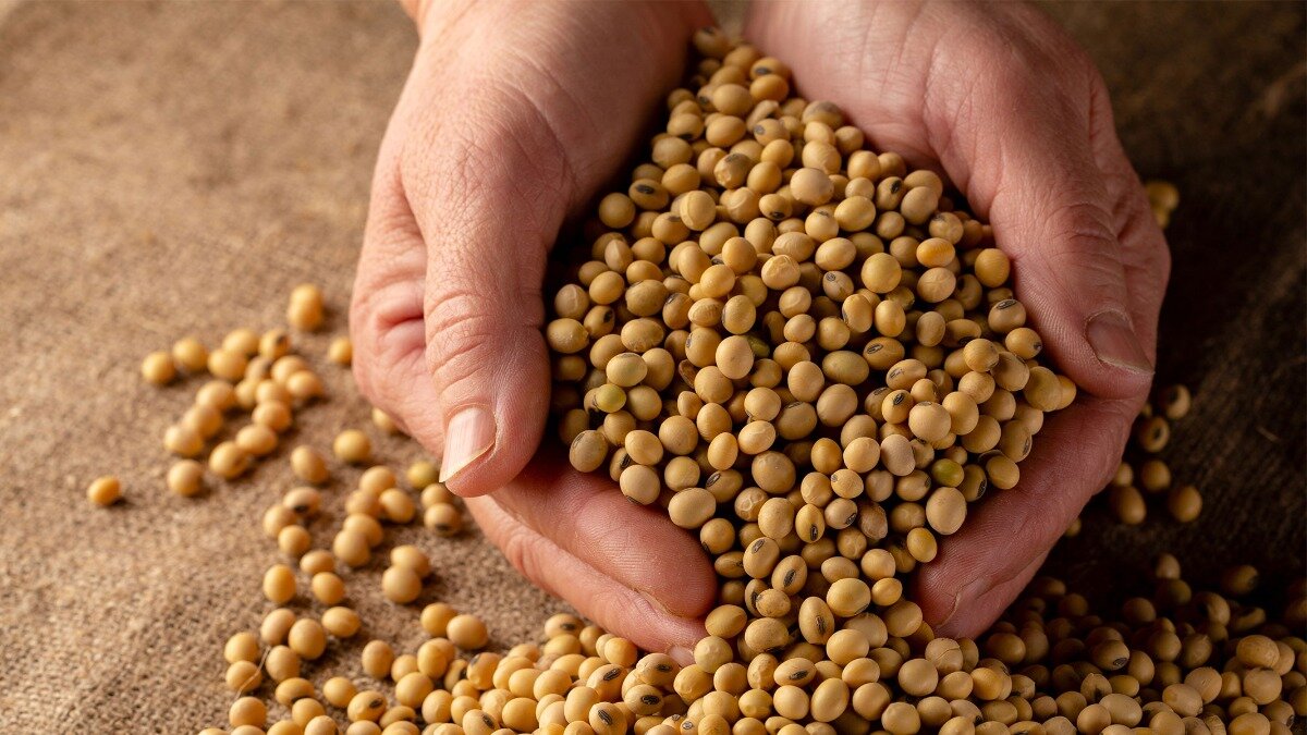 Цены на нефть и погодные факторы влияют на стоимость канолы и сои