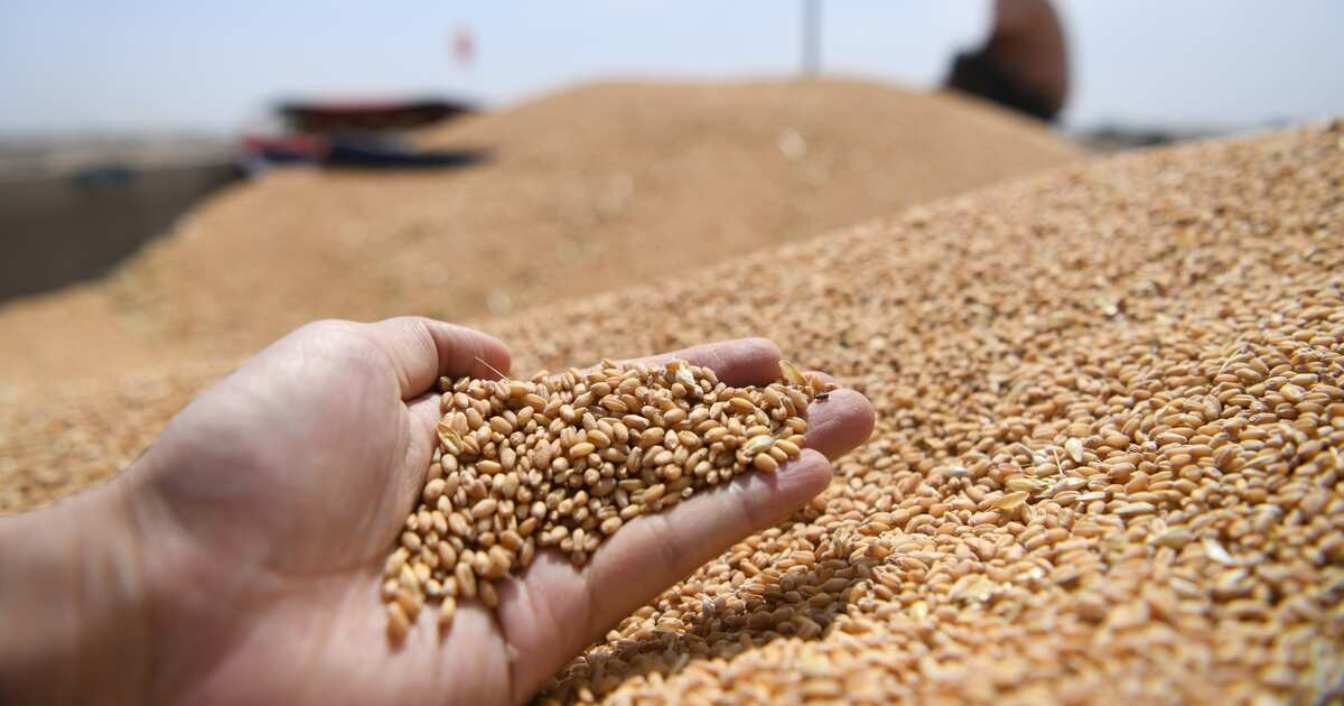 Экспорт пшеницы из РФ в Китай в январе-мае упал в 13 раз до $2,5 млн
