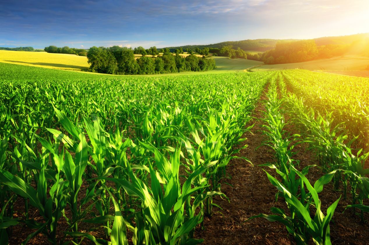 Сельхозтоваропроизводители увеличивают объемы агрострахования