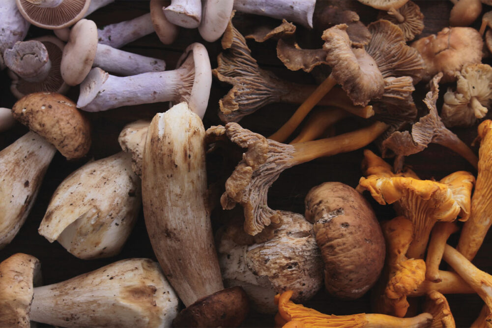 Грибы на службе здоровья: как грибы улучшают питание домашних животных