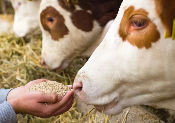 Пакистанская компания Dairylac выводит инновационную постбиотическую кормовую добавку на рынок США