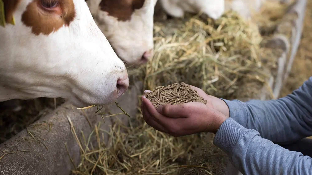 Ученые придумали, как быстрее выращивать полезные бактерии для кормов
