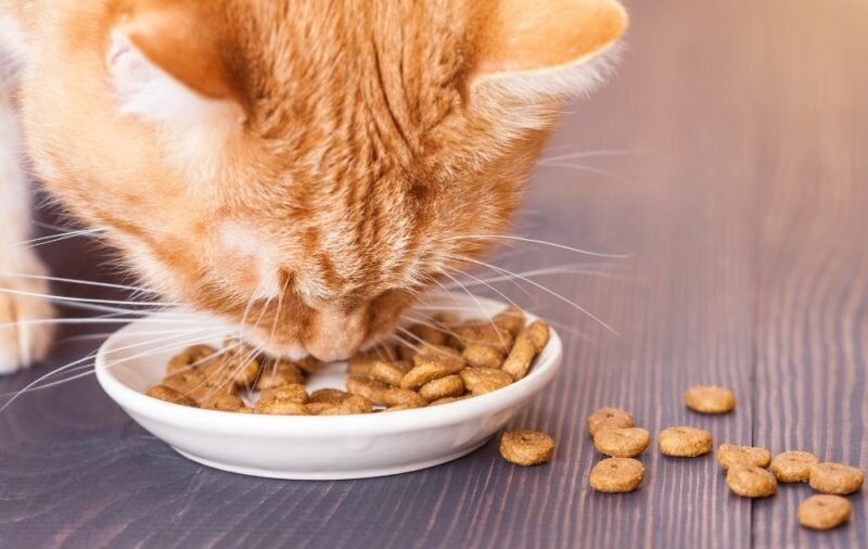 В НовГУ выяснили возможную причину аллергии у кошки после гипоаллергенного корма