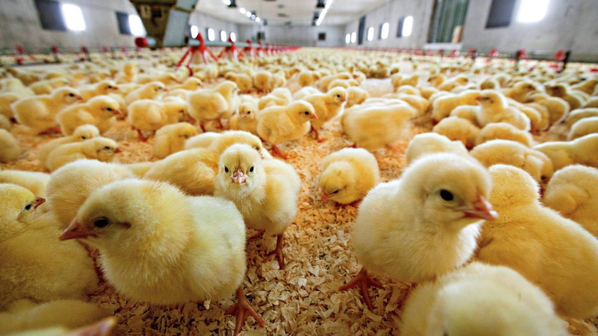 Ученые Тимирязевки добились прироста живой массы у бройлеров на 7%