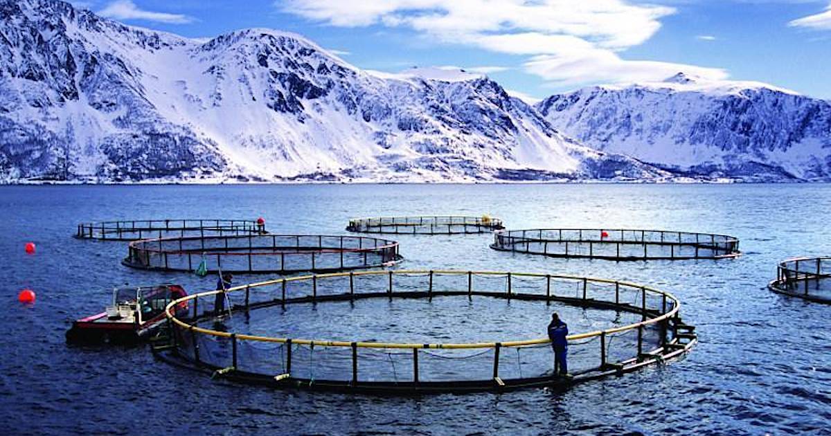 Норвежские учёные превращают выбросы CO₂ в ценный корм для аквакультуры