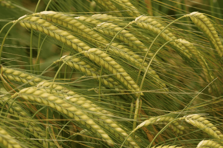 Сибирские ученые ускорили создание улучшенных сортов ячменя