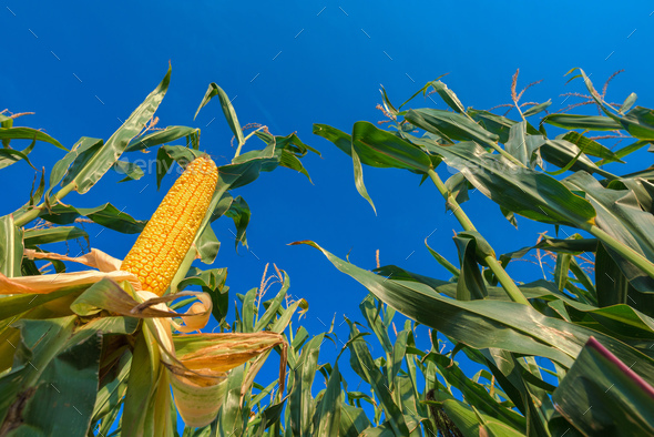 Эксперт Супрунов: жара и засуха на Кубани угрожают урожаю кукурузы