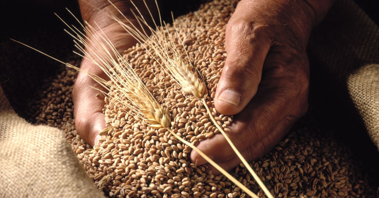 На фоне прогнозируемого рекордного уровня мирового производства зерновых сохраняется неопределенность