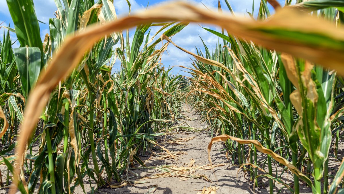 Жара на юге России ухудшает состояние посевов кукурузы и подсолнечника