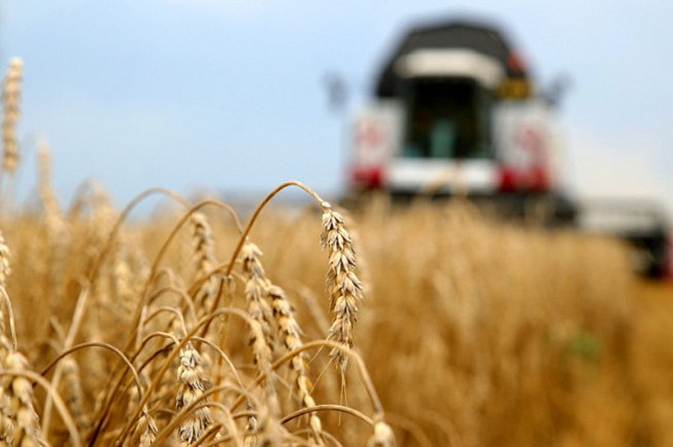 Татарстан приступил к уборке зерновых культур