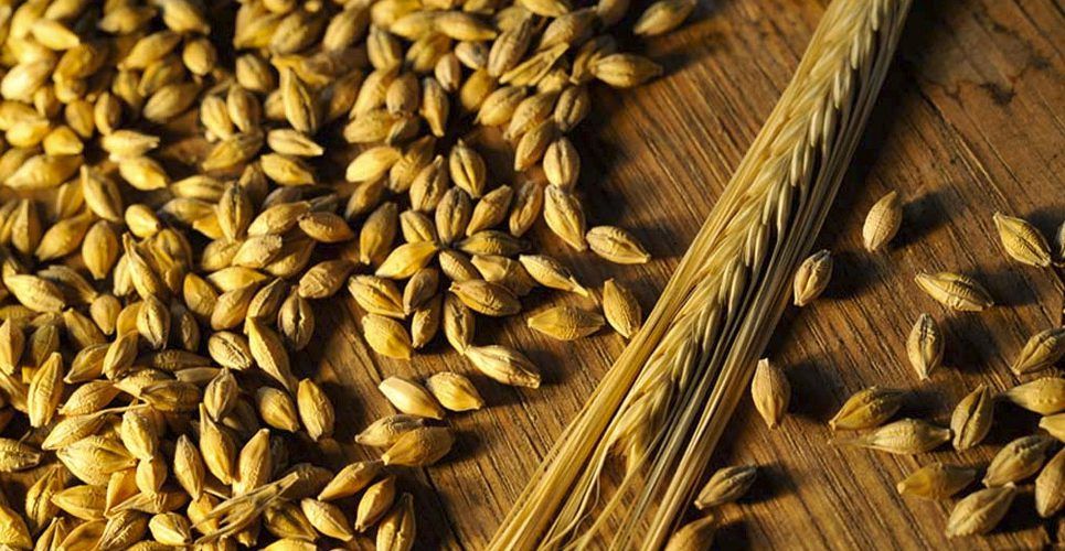 Казанские ученые разработали эффективную биозащиту для ячменя