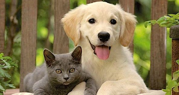 В России будет введена обязательная регистрация животных