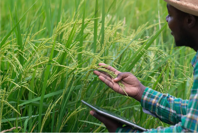 Африка на пути к устойчивому рисоводству: одобрен грант в $9,44 млн