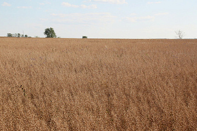 Озимой рыжик начали убирать в Башкортостане
