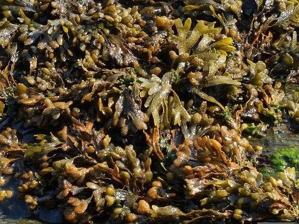 Кормовая добавка из водорослей получила престижный сертификат