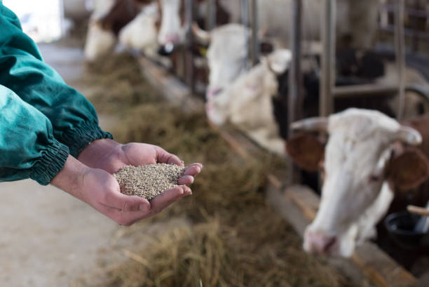 Дефицит кормов создал риски потери поголовья скота в Ростовской области