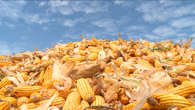 Украина резко сократила экспорт кукурузы и ячменя