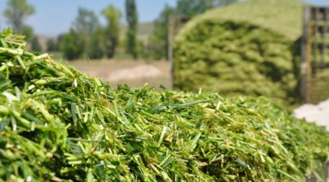 В Коми посеяли 78 гектаров кукурузы на силос для скота