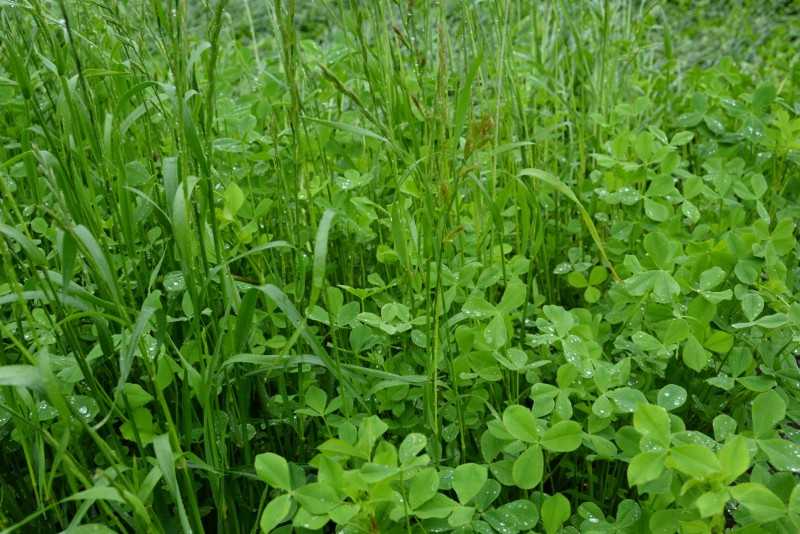 Полностью исключить пестициды из своих кормовых культур планирует Мегрега