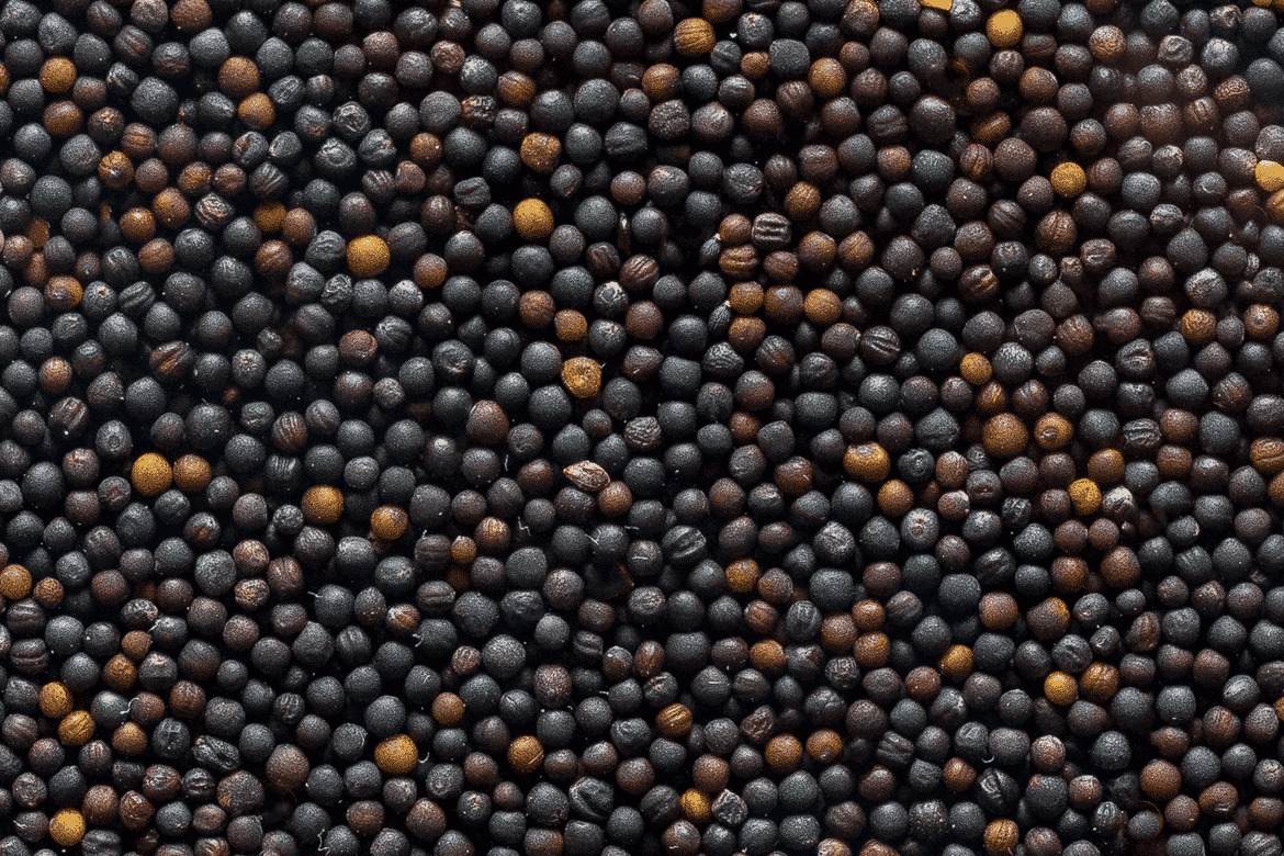 Рапс на Euronext продолжает дешеветь вопреки сокращённым прогнозам урожая