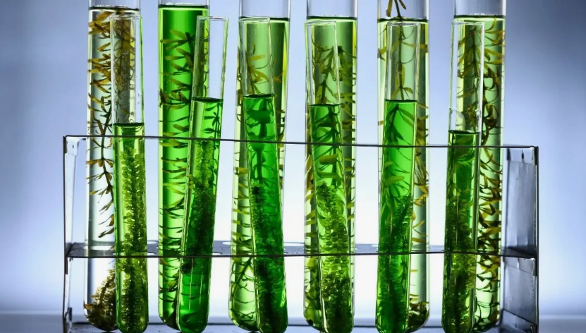 Во Вьетнаме обнаружены зеленые водоросли, необычайно богатые жирными кислотами