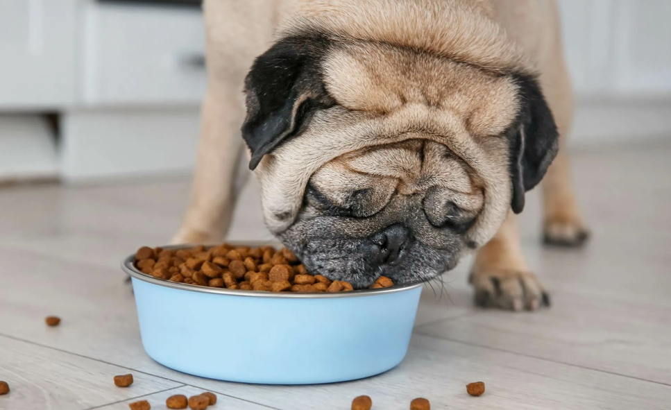 В Ростовской области запущен современный завод по производству кормов для домашних животных