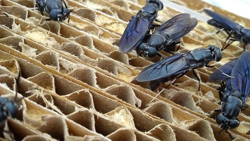 Насекомые вместо химии