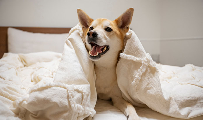 Исследование: постбиотик снижает зуд и улучшает состояние кожи и шерсти  у собак