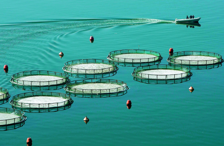 Проект ActFast с участием FEAP направлен на развитие климатически устойчивой аквакультуры