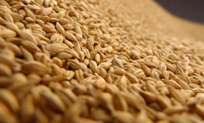 Ставки пошлин на экспорт пшеницы, ячменя и кукурузы из РФ с 13 августа обнулились