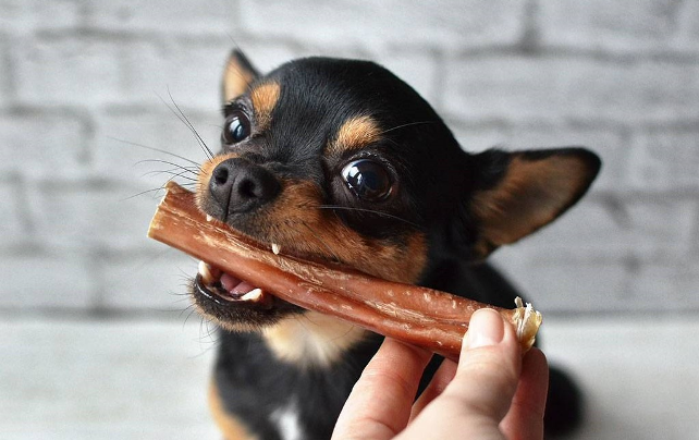 Сингапур одобрил продажу лакомств для животных из культивированного мяса