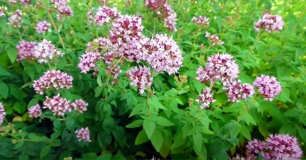 В Крыму высадили плантацию сырья для производства отечественного фитобиотика