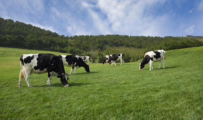 ADM представит новую кормовую добавку для молочных коров на выставке SPACE 2025