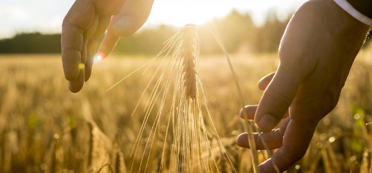 В Башкортостане собрали более 1 млн тонн зерна