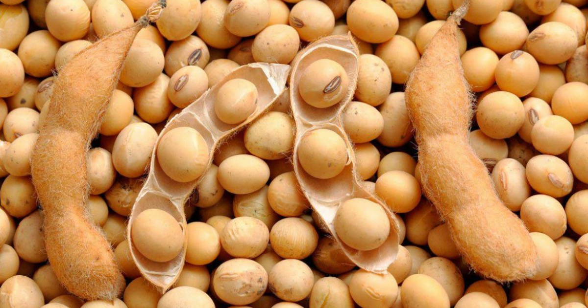 Фландрия на пороге соевого прорыва: науке помогли частные садоводы