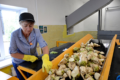 Свёклу нового урожая начали перерабатывать в Липецкой области
